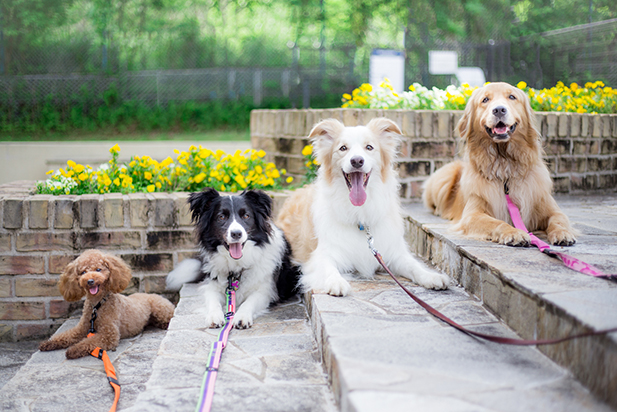 並んでる犬の写真